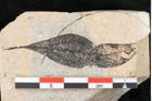 Foto (Detailansicht) von Cinnamomum lanceolatum Unger (NHMW-GEO-2024-0188-11430)